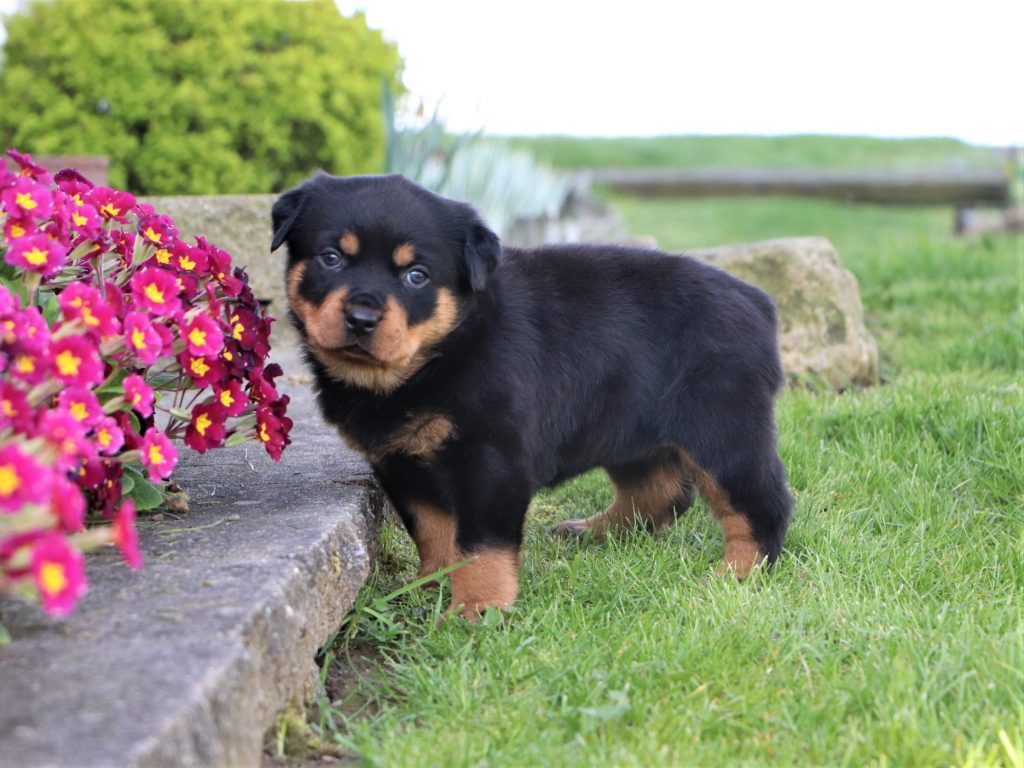 Luna - Superior Rottweilers