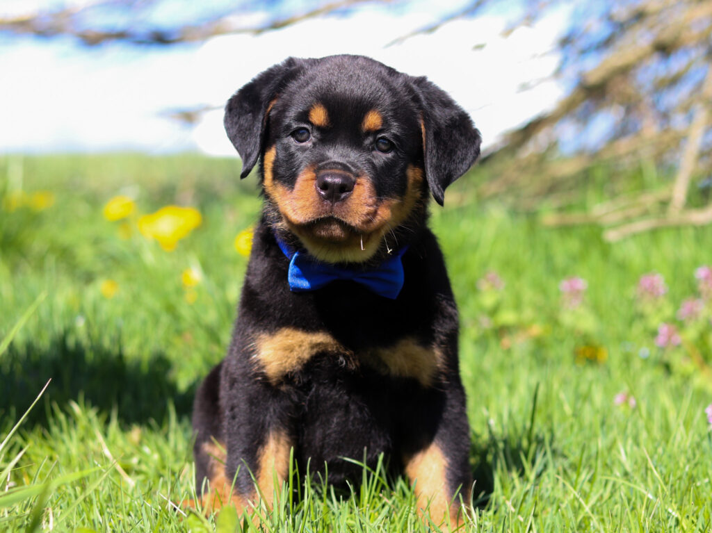 Diesel - Superior Rottweilers