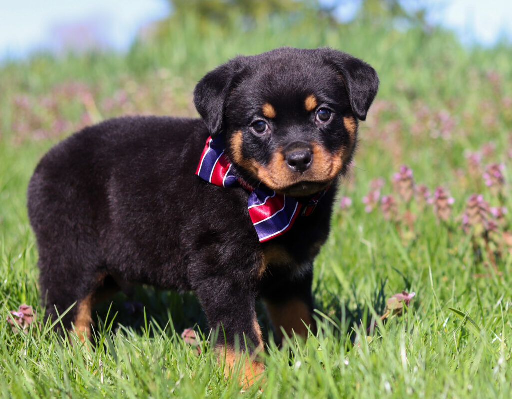 Max The Rottweiler Max - Superior Rottweilers