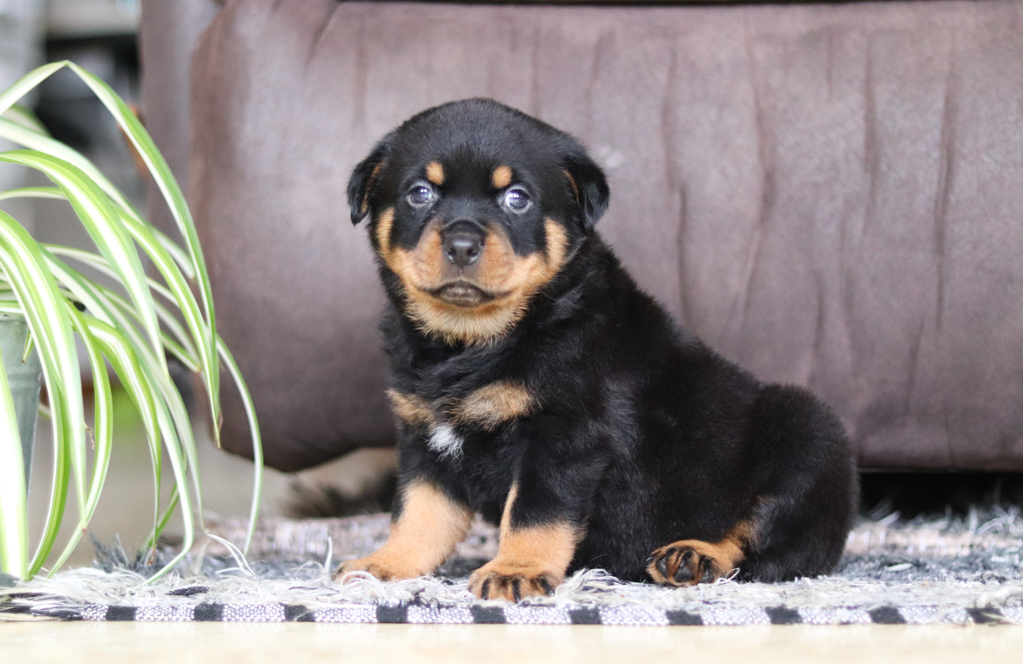 Max The Rottweiler Max - Superior Rottweilers