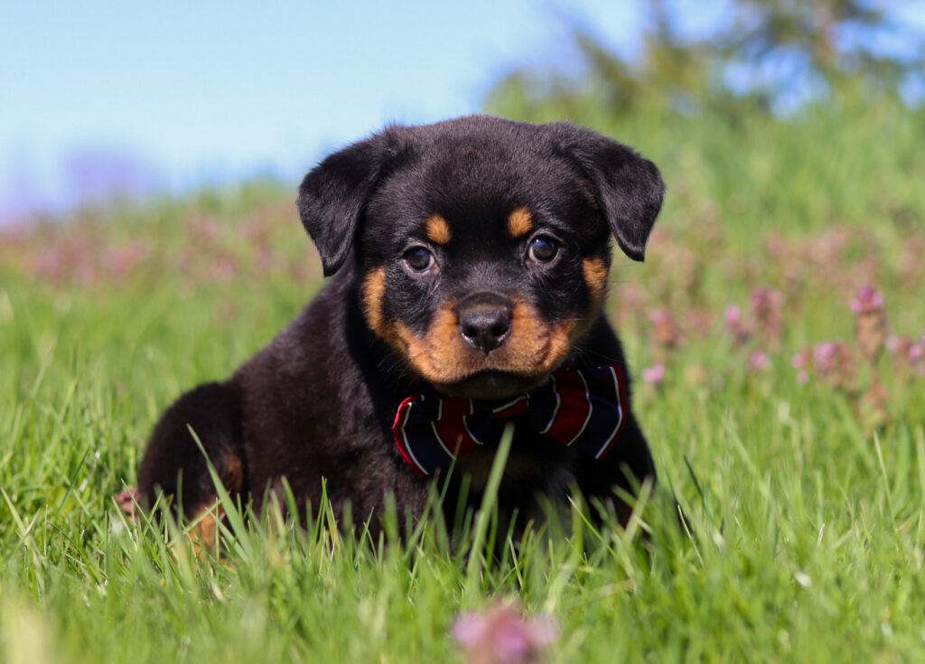 Max The Rottweiler Max - Superior Rottweilers